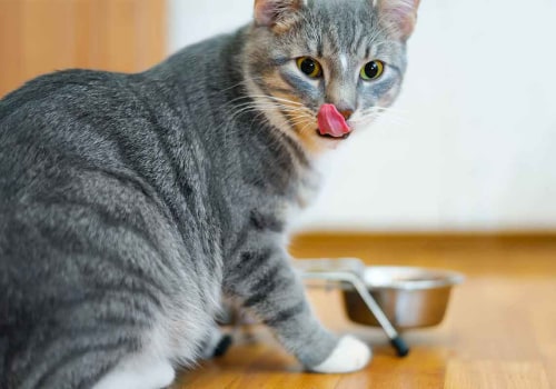 Protein Requirements for Cats