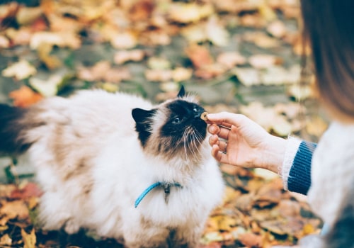 Positive Reinforcement Training for Cats: Understanding and Implementing the Technique