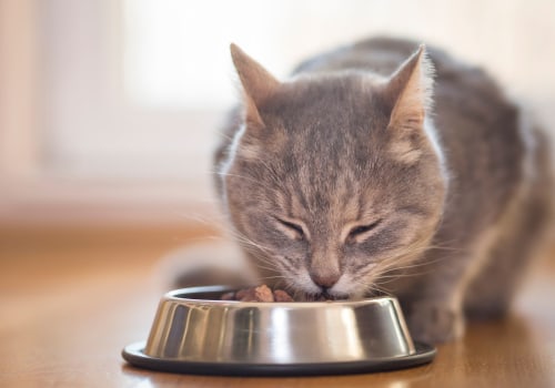 Preventing Accidental Poisoning of Indoor Cats