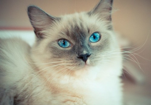 Everything You Need to Know About Ragdoll Cats