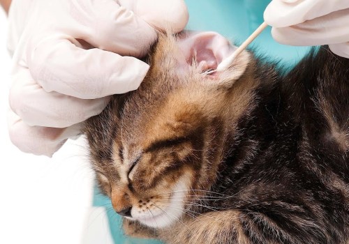 Caring for Your Cat: Cleaning Eyes and Ears
