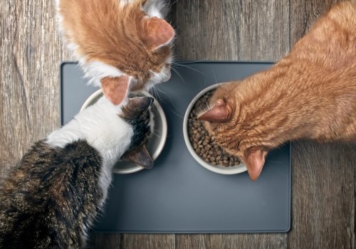 Choosing the Right Cat Food for Your Cat’s Age and Health Condition