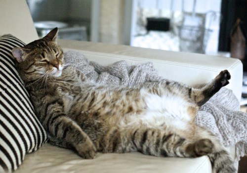 Fat Requirements for Cats