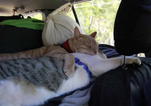 Tips for Safely Traveling with Cats in a Car