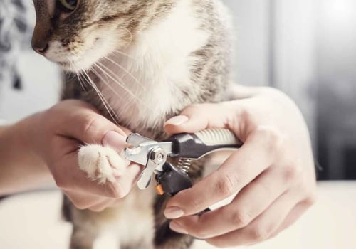Clipping Nails of Cats