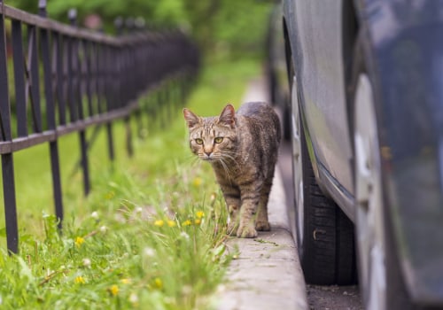 Minimizing the Risks of Car Accidents to Outdoor Cats