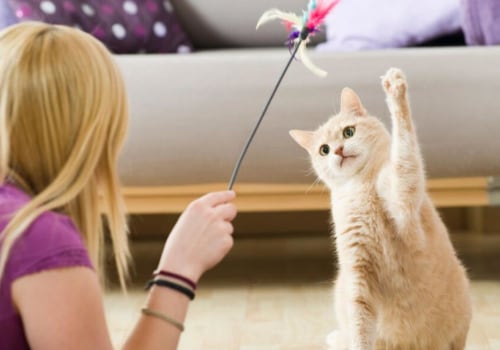 Encouraging Exercise and Playtime in Cats Through Toys