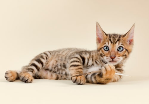 Everything You Need To Know About Toyger Cats