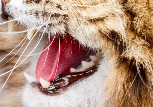 Dental Care: An Introduction to Keeping Your Cat's Teeth Healthy