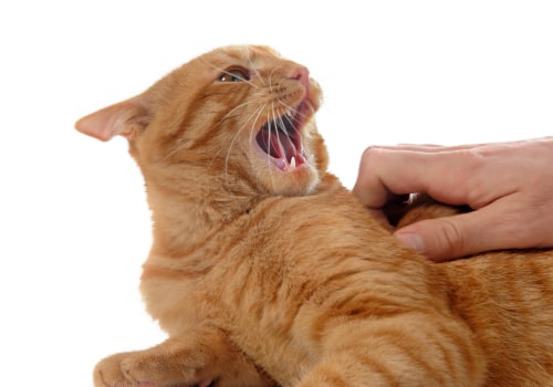 Understanding Aggression in Cats and How to Address It