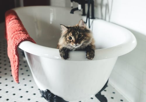 Brushing and Bathing Cats: Caring for Your Feline Friend