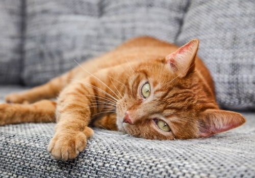 Parasite Prevention for Cats: A Comprehensive Overview