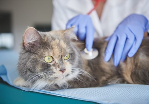 Understanding Kidney Disease in Cats