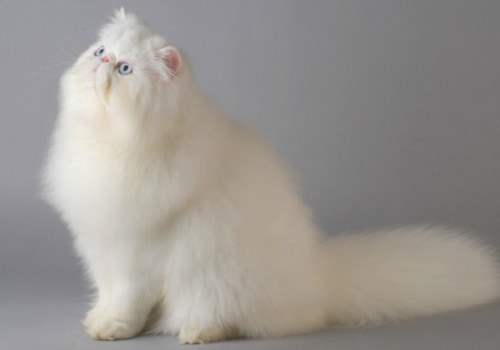 Persian Cats - A Comprehensive Overview